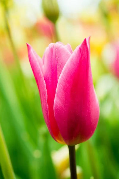 Close Vertical Uma Tulipa Rosa Florescente — Fotografia de Stock