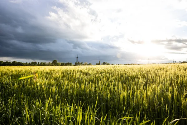 Zielone Pole Rolne Pod Pochmurnym Niebem — Zdjęcie stockowe