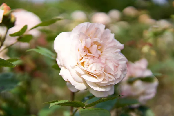 Una Rosa Rosa Completamente Fiorita Fuoco Selettivo Uno Sfondo Sfocato — Foto Stock