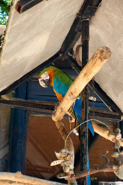 Een Shot Van Een Heldere Papegaai — Stockfoto