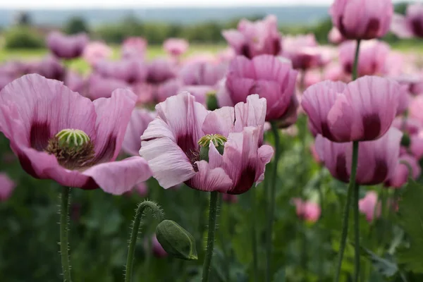 Plan Sélectif Fleurs Pavot Violet Poussant Dans Les Champs Été — Photo