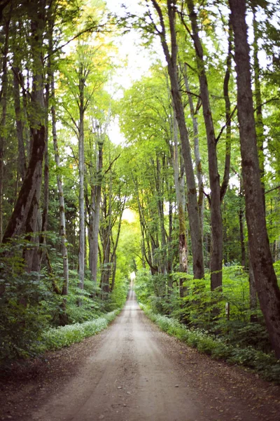 Plano Vertical Sendero Través Bosque Verde Brillante —  Fotos de Stock