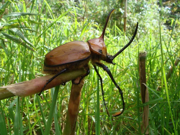 Ormandaki Bir Herkül Böceğinin Yakın Plan Fotoğrafı — Stok fotoğraf