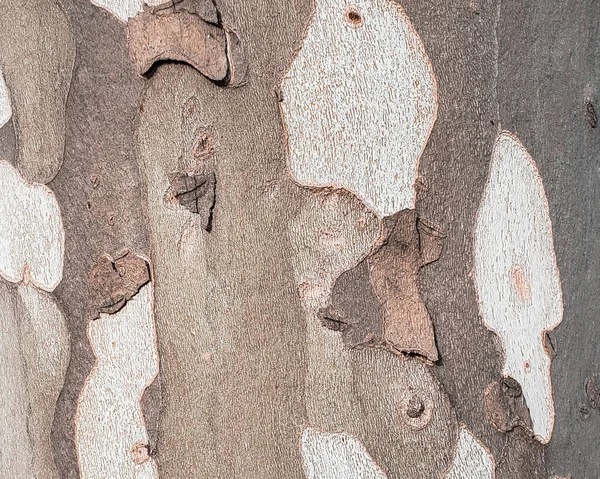 Tiled Surface Tree Trunk — Stock Photo, Image