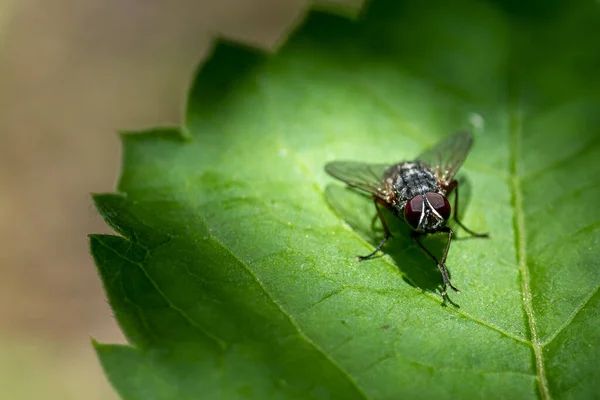 Eine Selektive Fokusaufnahme Einer Fliege Auf Einem Großen Grünen Blatt — Stockfoto