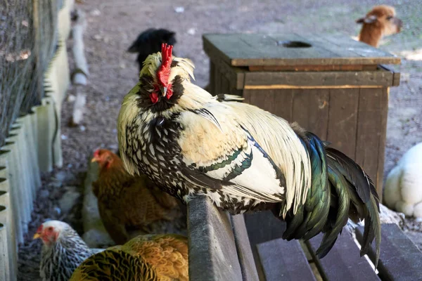 Een Shot Van Een Haan — Stockfoto