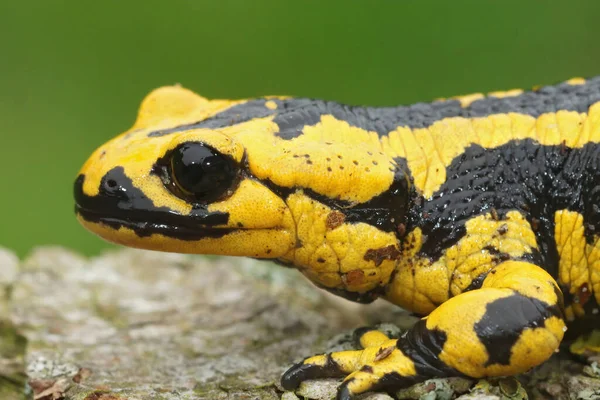 Close Salamandra Europeia Amarela Salamandra Terrestris — Fotografia de Stock
