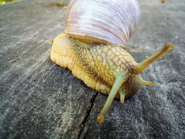 Tiro Close Caracol Rastejando Uma Placa Madeira Velha — Fotografia de Stock