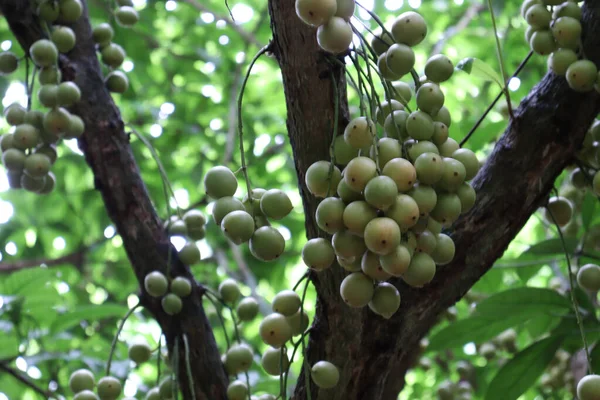 Close Cultivo Frutas Doces Deliciosas Baccaurea Motleyana Árvore — Fotografia de Stock