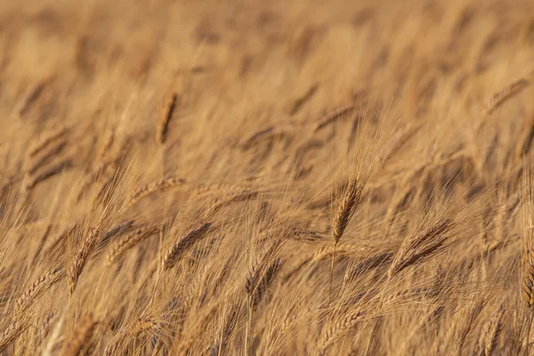 Крупним Планом Знімок Поля Золотої Пшениці — стокове фото