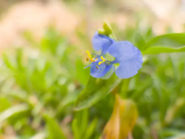 Tiro Close Dayflower Florescendo — Fotografia de Stock