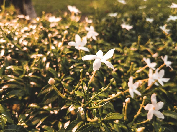 Ένα Σφηνάκι Όμορφα Λευκά Λουλούδια Στο Γρασίδι — Φωτογραφία Αρχείου