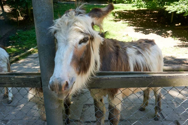 Výstřel Osla Plotem — Stock fotografie