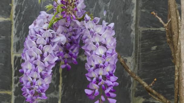 Close Tiro Florescendo Wisteria Balançando Pelo Vento — Vídeo de Stock