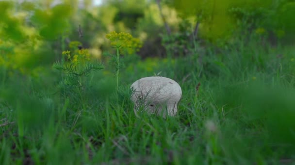 Eine Schöne Aufnahme Eines Weißen Pilzes Auf Der Wiese — Stockvideo
