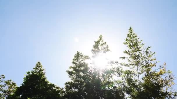 Vacker Utsikt Över Böljande Träd Solen — Stockvideo