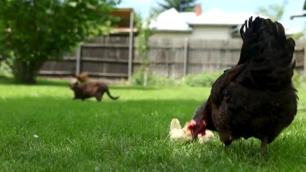 마리와 새끼들 이무성 잔디밭에서 먹이를 고양이 마리가 방송을 뒤에서 지켜보고 — 비디오