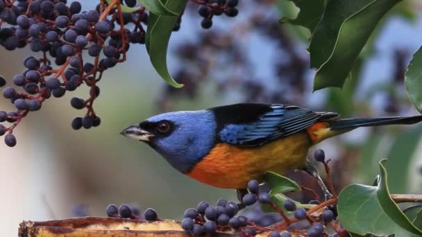 Primer Plano Tanager Azul Amarillo Comiendo Saúco Maduro — Vídeos de Stock