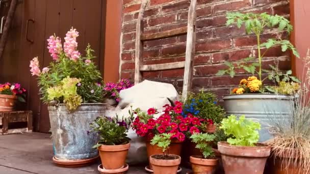 Beautiful View Different Flowers Pot Backyard — Stock Video