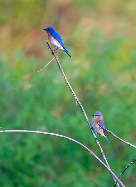 Nahaufnahme Eines Schönen Vogels Auf Einem Zweig — Stockfoto