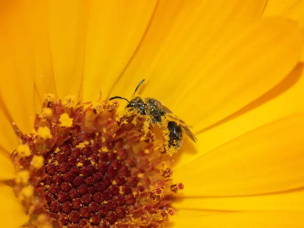 Tiro Close Uma Abelha Coletando Néctar Uma Flor Amarela — Fotografia de Stock