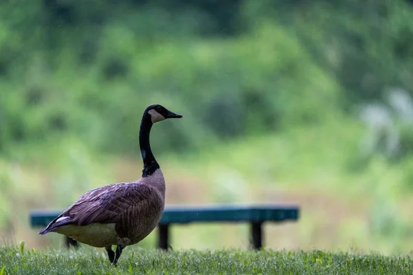 湖の上でカナダのガチョウの家族のクローズアップショット — ストック写真