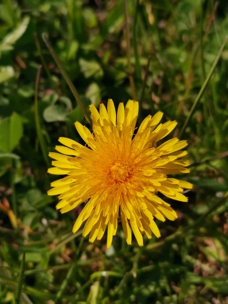 Vertical Top View Dandelion — Stock Photo, Image