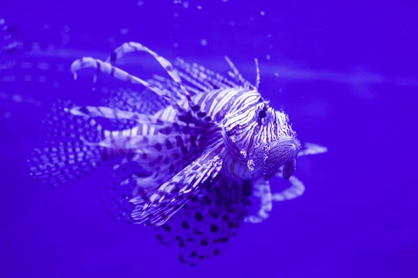 Primer Plano Pez León Sobre Fondo Azul — Foto de Stock