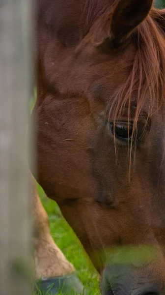 Hermoso Retrato Caballo Marrón Campo —  Fotos de Stock