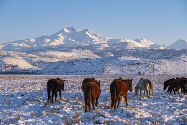 Gyönyörű Kilátás Naplementében Havas Erciyes Hegy Vad Lovak Kayseri Város — Stock Fotó