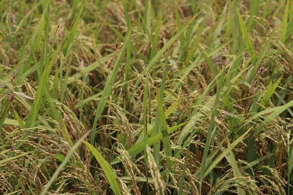 View Ripe Paddy Farm Field Harvest Sell — Stock Photo, Image