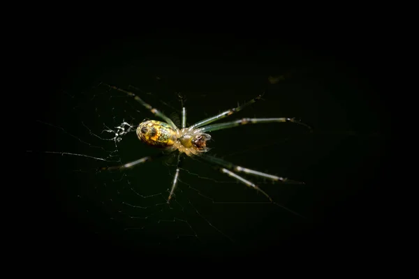一只黄色蜘蛛的特写镜头 — 图库照片