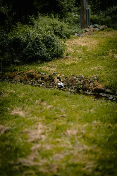 Een Grasachtig Landschap Met Een Waden Een Stroom Van Water — Stockfoto