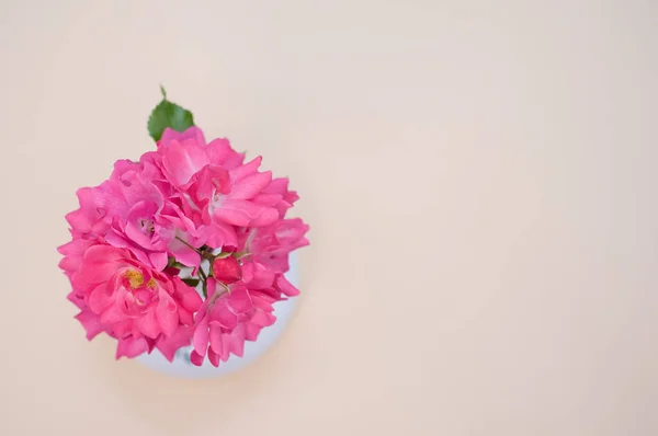 Piękne Różowe Pelargonie Kwiaty Wazonie Jasnej Powierzchni — Zdjęcie stockowe