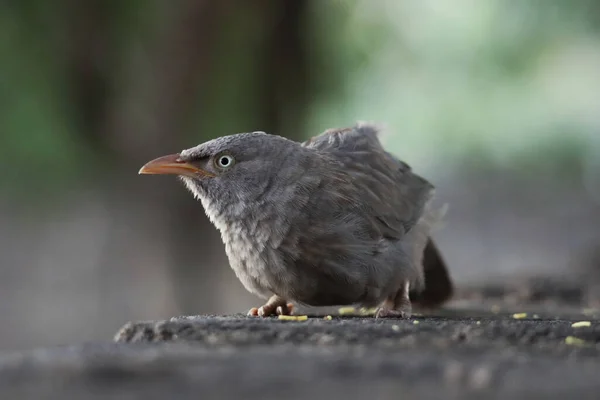 Ein Weicher Fokus Eines Dschungel Plauderers Der Auf Einem Felsvorsprung — Stockfoto