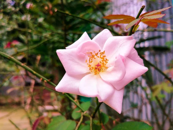 Ένα Κοντινό Πλάνο Ενός Ροζ Τριαντάφυλλου Κήπου Που Μεγαλώνει Έναν — Φωτογραφία Αρχείου