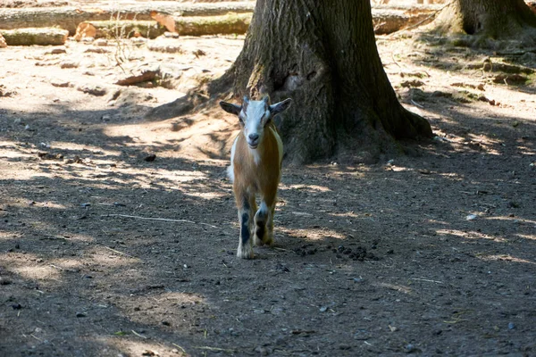 Tiro Una Cabra Pequeña Cerca Árbol —  Fotos de Stock