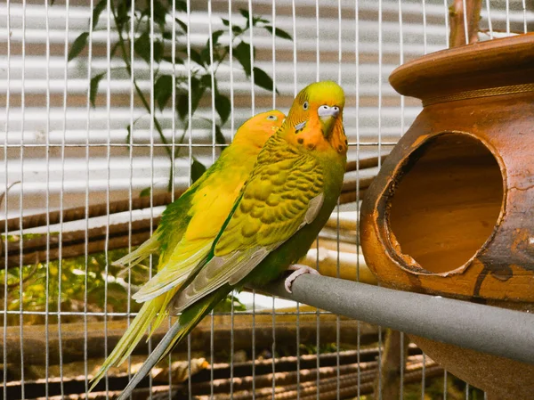 一只黄绿相间的鹦鹉和另一只鹦鹉坐在笼子里的可爱景象 — 图库照片
