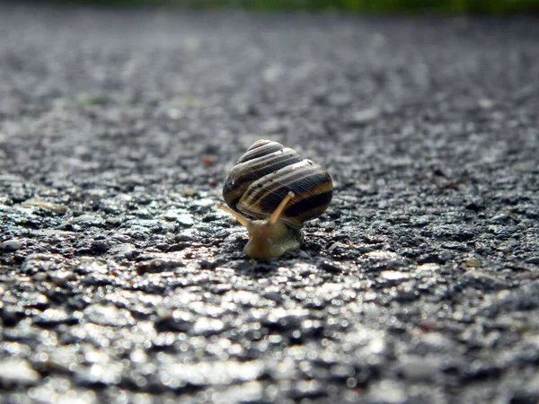 Een Selectieve Focus Shot Van Een Schattige Slak Met Een — Stockfoto