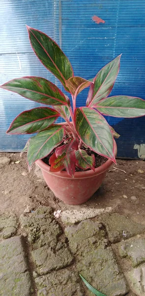 Vertical Shot Aglaonema Simplex Plant Flower Pot Outdoors Perfect Background — Stock Photo, Image