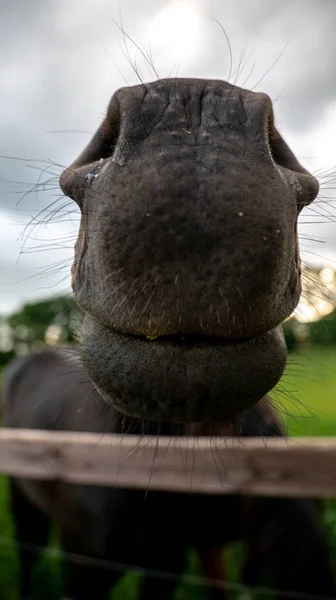 Funny Shot Nose Mouth Horse Background Cloudy Sky — Stock Photo, Image