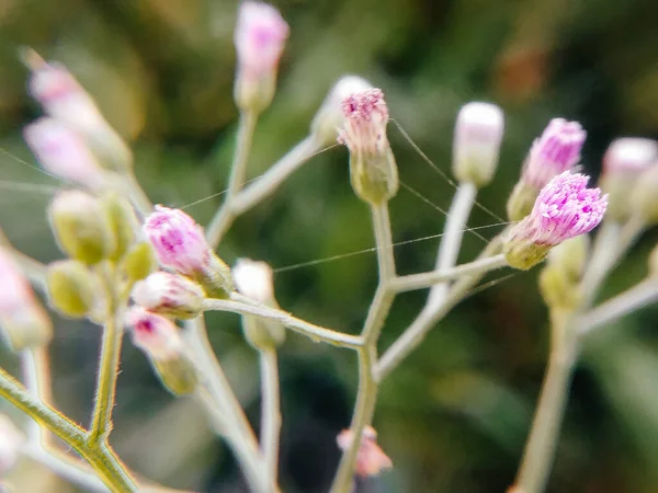 Ένα Κοντινό Πλάνο Της Καλλιέργειας Του Φυτού Centaurea Scabiosa — Φωτογραφία Αρχείου