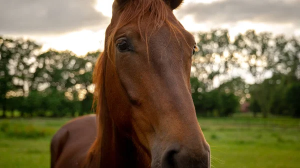 一幅美丽的照片 是一匹棕色的马在天空的背景下站在农田里 — 图库照片