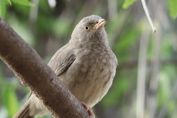 Een Zachte Focus Van Een Jungle Babbelaar Neergestreken Een Tak — Stockfoto