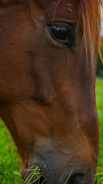 Retrato Belo Cavalo Castanho Pastando Uma Fazenda — Fotografia de Stock