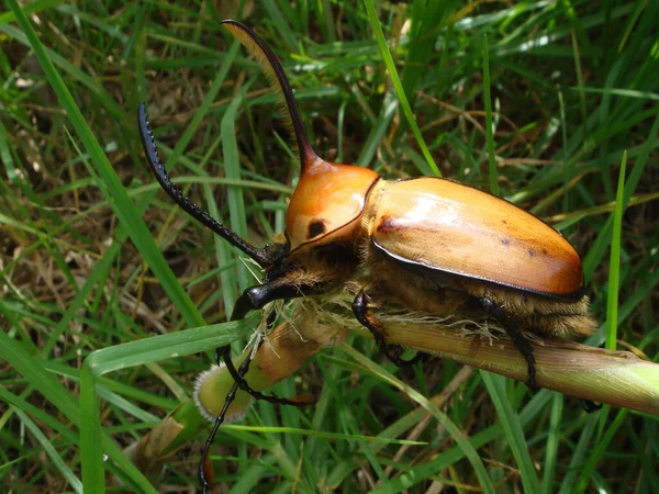 Closeup Shot Hercules Beetle Forest — Stock Photo, Image