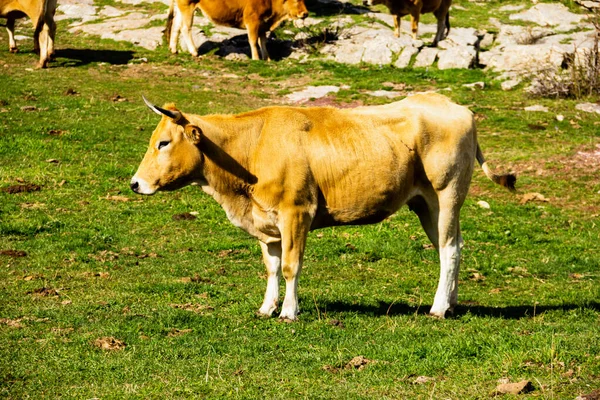 Uma Vaca Marrom Campo Verde Dia Ensolarado — Fotografia de Stock