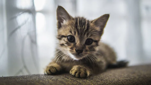 Primo Piano Simpatico Gattino Righe Sdraiato Sul Divano Grigio Guardando — Foto Stock