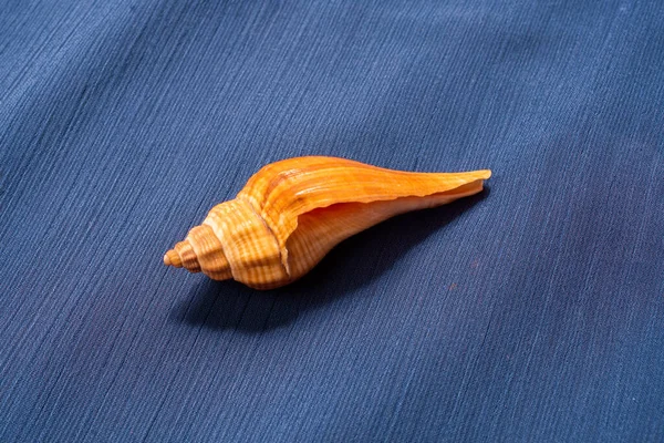 Közelkép Egy Kagylóról Kék Textilháttérrel — Stock Fotó