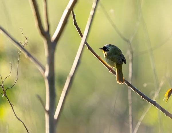 Een Dichtbij Shot Van Een Prachtige Vogel Een Boom — Stockfoto